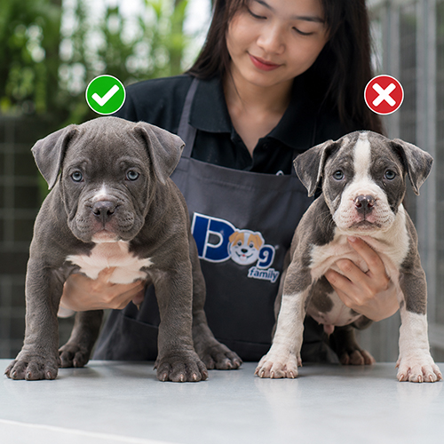 Hai chó Bully con được so sánh với biểu tượng đúng và sai