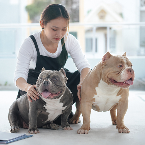 Hai chó Bully khác màu và form dáng được nhân viên chăm sóc