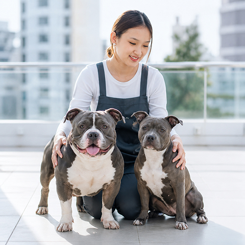 Hai chó Bully trưởng thành ngồi cạnh nhân viên chăm sóc