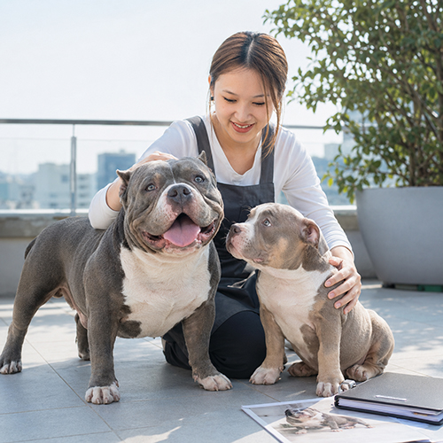 Hai chó Bully khác độ tuổi và form dáng bên cạnh người chăm sóc