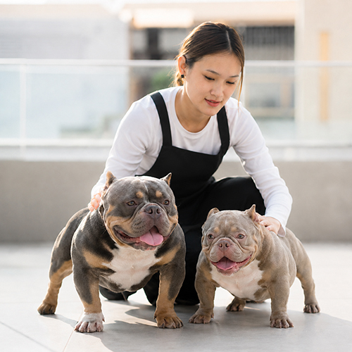 Hai chó Bully thân dày, chân thấp, đầu lớn đứng cạnh người chăm sóc