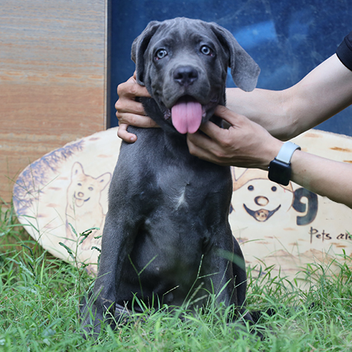 Chó Ngao Ý Cane Corso cái có bộ lông màu blue xám