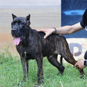 Chó Ngao Ý Cane Corso đực 5 tháng tuổi có bộ lông vện