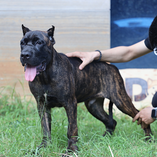 Chó Ngao Ý Cane Corso đực 5 tháng tuổi có bộ lông vện