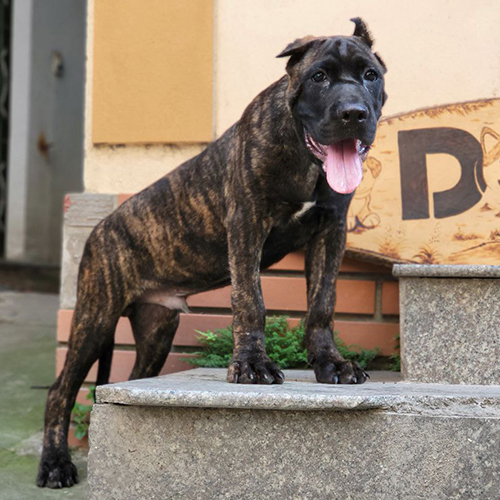 Chó Ngao Ý Cane Corso đực 5 tháng tuổi màu vện