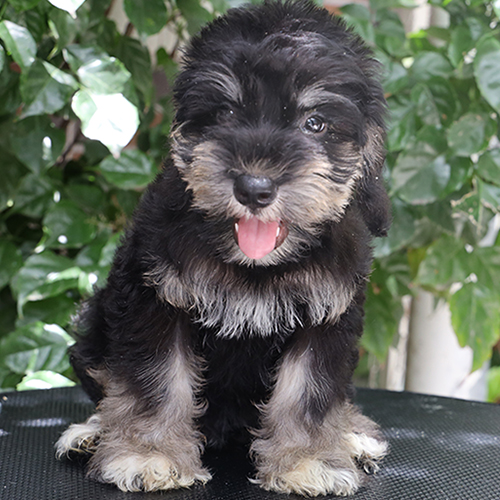 Chó Schnauzer con màu đen bạc ngồi trước nền cây xanh