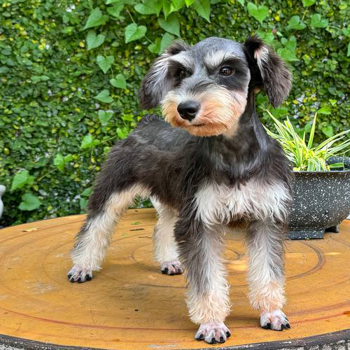 Chó Schnauzer đen bạc đứng trên bàn gỗ ngoài trời