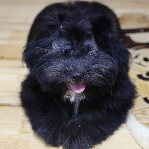 Chó Shih Tzu đen lông dày nằm trên sàn gỗ