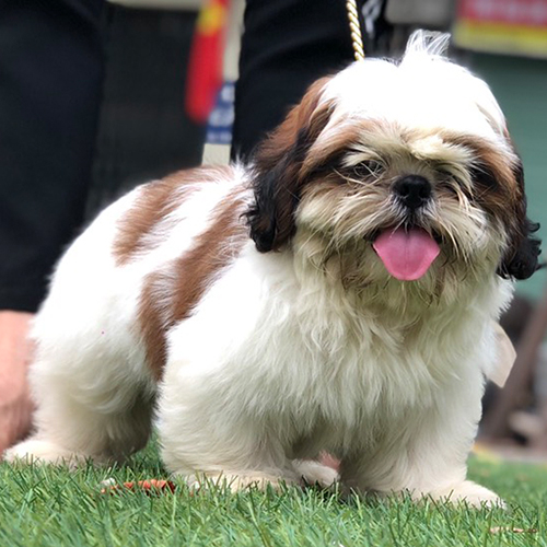 Chó Shih Tzu thuần trắng nâu lông dày đứng trên cỏ