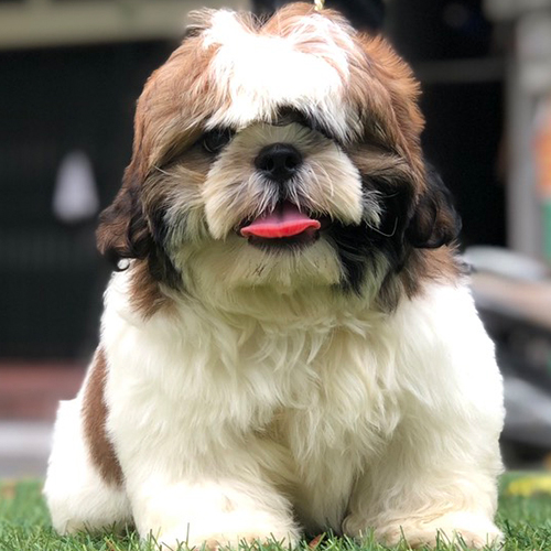 Chó Shih Tzu trắng nâu lông dày nằm trên cỏ