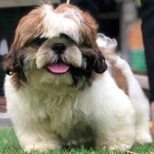 Chó Shih Tzu trắng nâu lông dài, mặt tròn