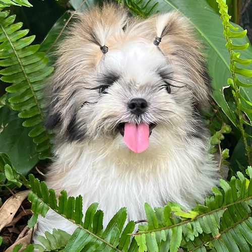 Chó Shih Tzu trắng xám lông dày ngồi giữa cây xanh