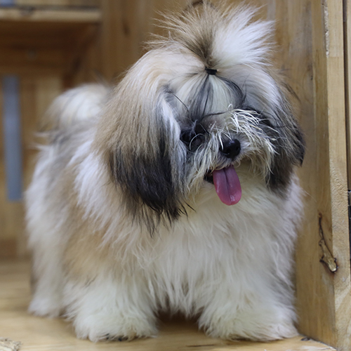 Chó Shih Tzu trắng xám lông dày ngồi trong chuồng gỗ
