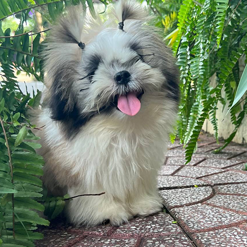 Chó Shih Tzu trắng xám lông dày ngồi ngoài sân