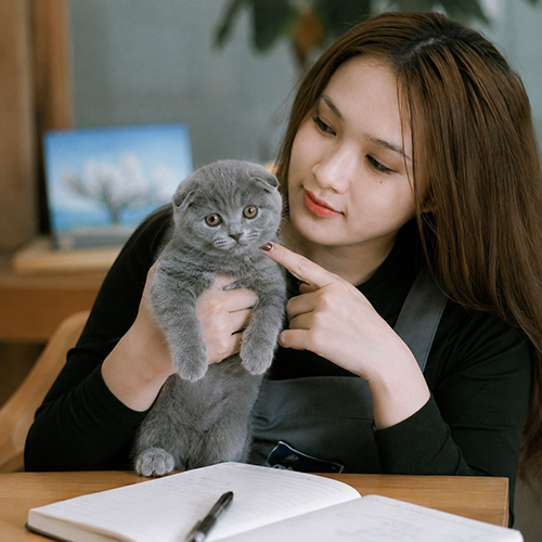 Cách đánh giá giá mèo tai cụp có hợp lý không
