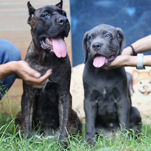 Đôi chó Ngao Ý Cane Corso đực cái 4 tháng màu vện và blue