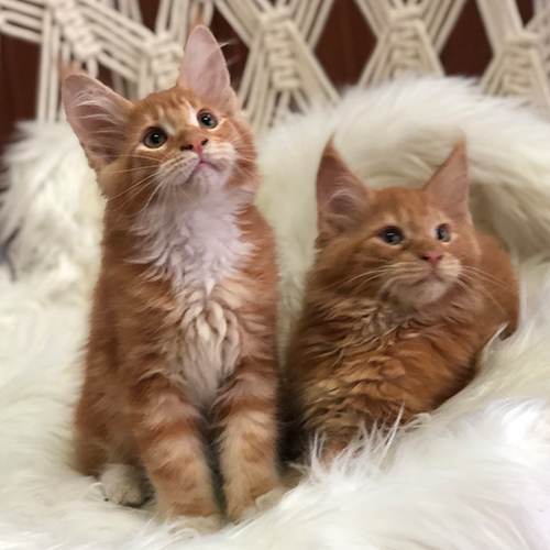 Hai bé mèo Maine Coon red tabby 2 tháng tuổi sinh tại Việt Nam