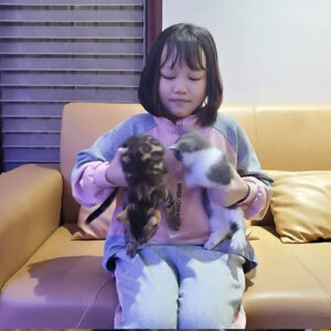 Khách nhỏ tuổi chơi cùng hai bé mèo Bengal sau khi nhận từ Chạm Pets Family