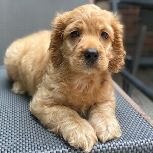 Chó Cocker Spaniel đực với đôi tai dài và bộ lông đặc trưng