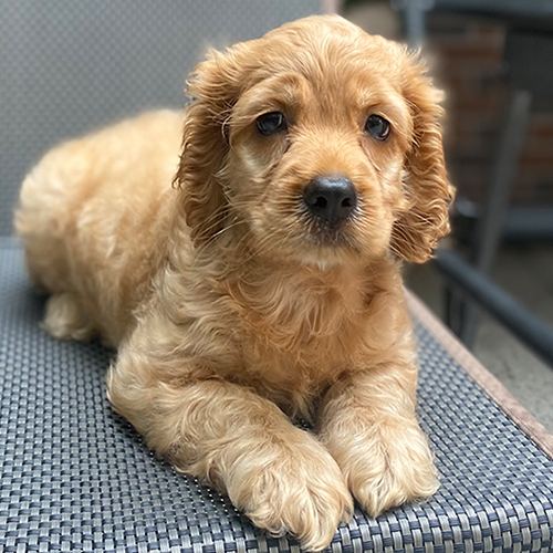 Chó Cocker Spaniel đực với đôi tai dài và bộ lông đặc trưng