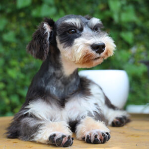 Chó Schnauzer đen bạc được cắt tỉa gọn, ngồi ngoài trời