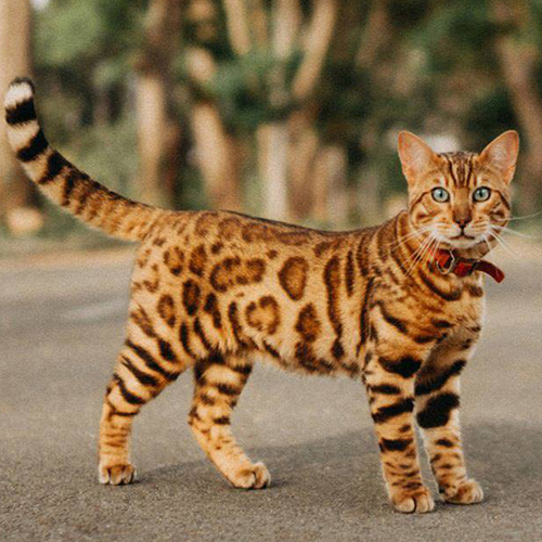 Mèo Bengal Brown Rosetted đứng nghiêng, hoa văn rõ trên thân