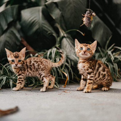 Hai mèo Bengal con Brown Rosetted với hoa văn rõ trên thân