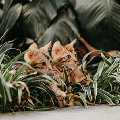 Hai mèo Bengal con với hoa văn nổi bật đang ẩn trong bụi cây