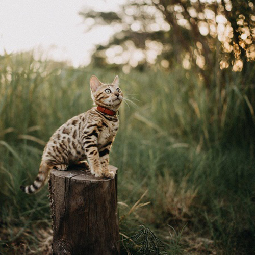 Mèo Bengal con ngồi trên gốc cây, hoa văn rõ và mắt sáng