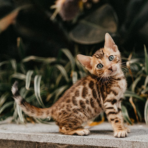 Mèo Bengal con với hoa văn rosette rõ trên thân
