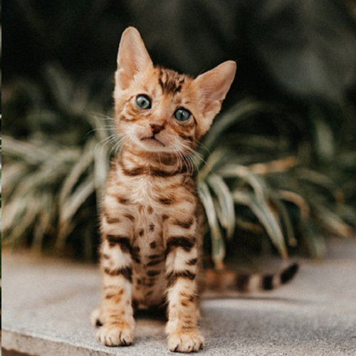 Mèo Bengal con màu nâu vàng với hoa văn spotted trên thân