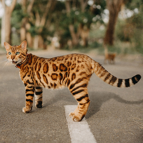 Mèo Bengal trưởng thành với hoa văn rosette rõ trên thân