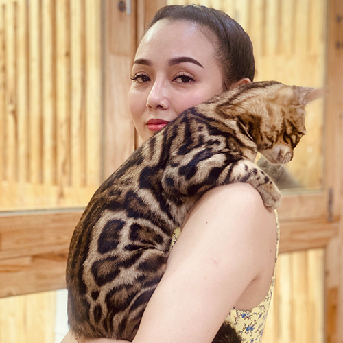 Mèo Bengal trưởng thành hoa văn rõ được bế kiểm tra ngoại hình