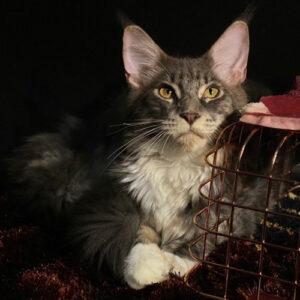 Mèo Maine Coon xám trắng lông dài nằm trên nền tối