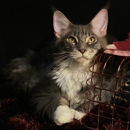 Mèo Maine Coon xám trắng lông dài nằm trên nền tối