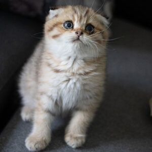 Giá mèo tai cụp golden tabby 2 tháng tuổi