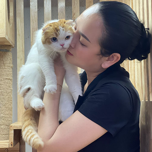 Giá mèo tai cụp Scottish Fold và các yếu tố ảnh hưởng đến giá