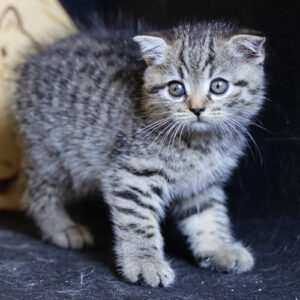 Giá mèo tai cụp silver tabby 2 tháng tuổi