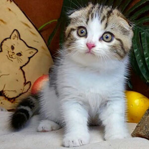 Giá mèo tai cụp tabby bicolor 2 tháng tuổi