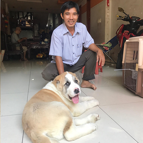 Khách đứng cạnh chó Alabai vàng trắng tại nhà