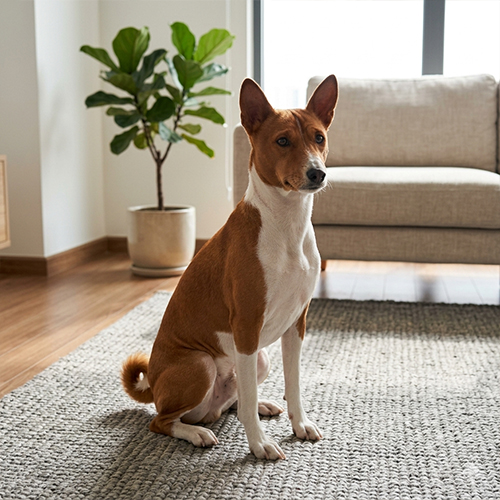Chú chó Basenji có dáng vẻ thanh thoát, sạch sẽ.