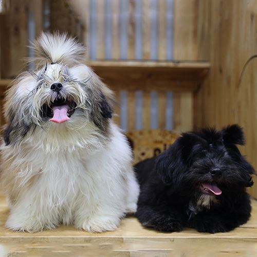 Hai bé chó Shih Tzu đen trắng và trắng xám lông dài ngồi trong chuồng gỗ