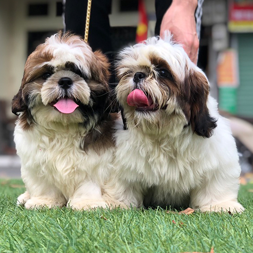Hai bé chó Shih Tzu trắng nâu lông dày ngồi trên cỏ