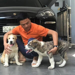 Khách hàng kiểm tra hai bé chó con thực tế trong ngày bàn giao từ Chạm Pets Family