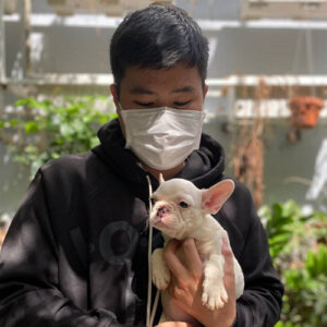 Khách hàng bế bé chó con Bull Pháp màu trắng trong ngày bàn giao từ Chạm Pets Family