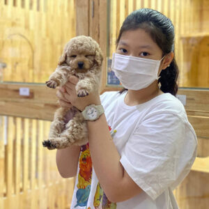 Khách bế bé chó cảnh Poodle vàng mơ tại Chạm Pets Family