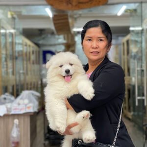 Khách hàng bế bé chó cảnh Samoyed trắng tại Chạm Pets Family