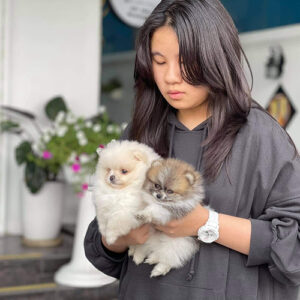 Khách hàng bế hai bé chó cảnh Phốc Sóc mini tại Chạm Pets Family
