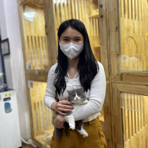 Khách hàng nhận mèo Anh lông dài bicolor tại Chạm Pets Family