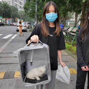 Khách hàng nhận mèo Anh lông dài trắng trong balo vận chuyển khi giao tận nơi